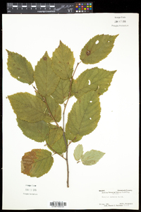 Corylus cornuta image