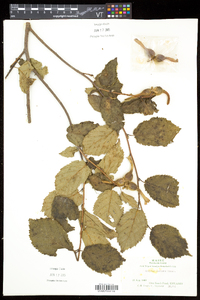 Corylus cornuta image