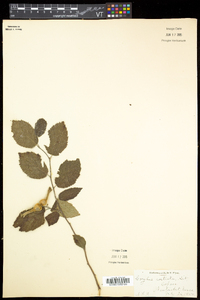 Corylus cornuta subsp. cornuta image