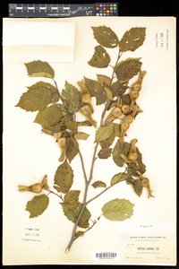 Corylus cornuta image