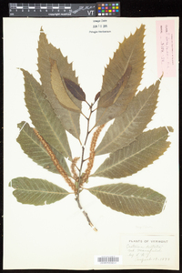 Castanea dentata image