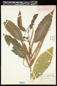 Castanea dentata image