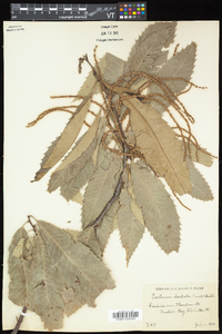 Castanea dentata image