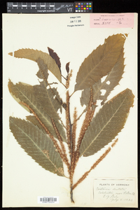 Castanea dentata image