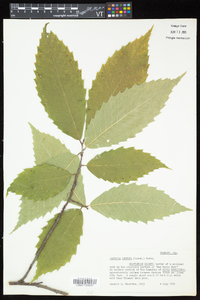 Castanea dentata image