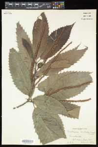 Castanea dentata image