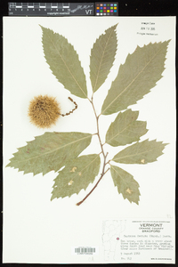 Castanea dentata image