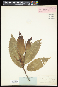 Castanea dentata image