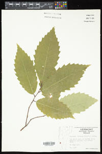 Castanea dentata image