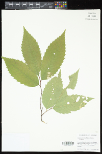 Castanea dentata image