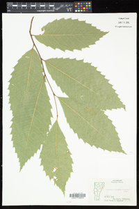 Castanea dentata image