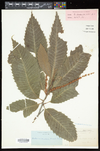 Castanea dentata image