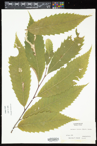 Castanea dentata image