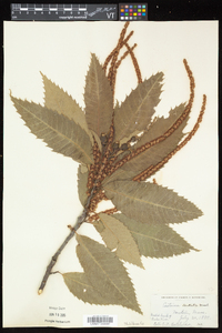 Castanea dentata image