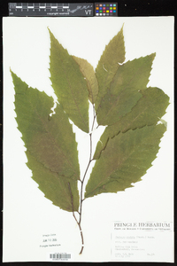 Castanea dentata image