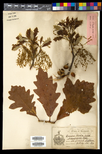 Quercus bicolor image