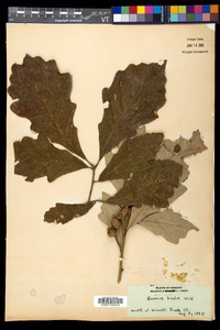 Quercus bicolor image