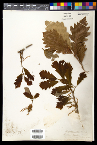 Quercus bicolor image