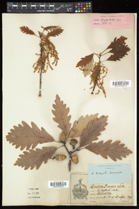 Quercus × saulii image