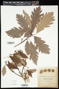 Quercus × saulii image