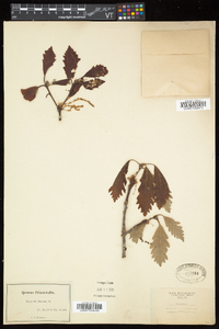 Quercus × saulii image