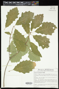 Quercus prinoides image