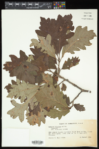 Quercus bicolor image