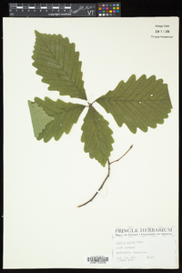 Quercus bicolor image