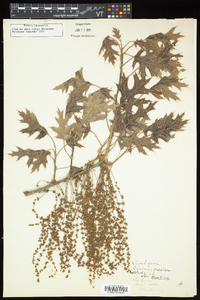 Quercus coccinea image