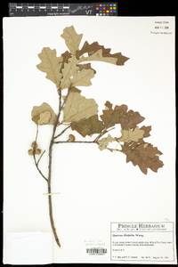 Quercus ilicifolia image