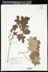 Quercus ilicifolia image