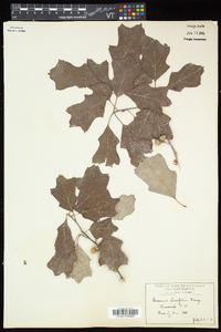 Quercus ilicifolia image