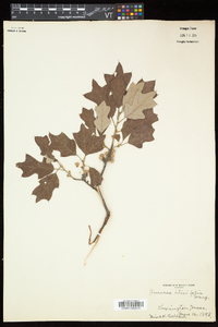 Quercus ilicifolia image