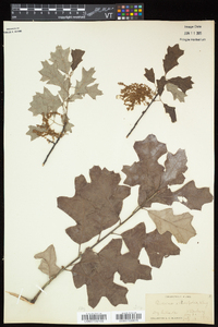 Quercus ilicifolia image