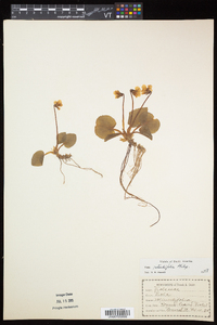 Viola rotundifolia image