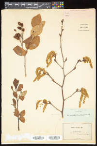 Alnus viridis image