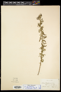 Salix x salamonii image