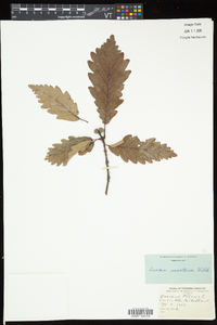 Quercus montana image