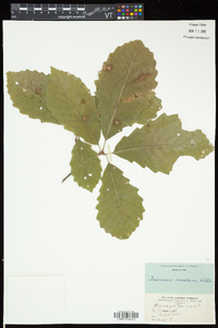 Quercus montana image