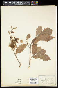 Quercus prinoides image