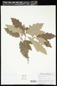 Quercus prinoides image