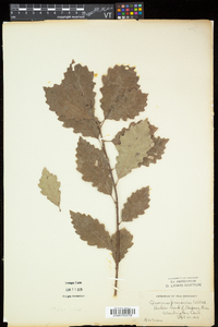 Quercus prinoides image