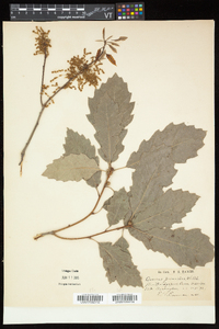 Quercus prinoides image