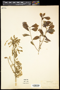 Quercus prinoides image