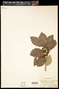 Quercus prinoides image