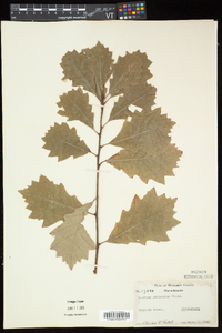 Quercus prinoides image