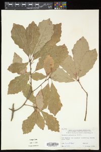 Quercus prinoides image
