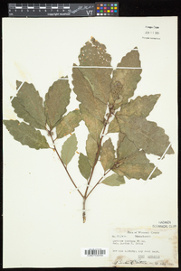 Quercus montana image