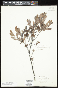 Myrica gale image