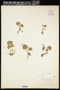 Viola palustris var. palustris image